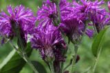 Vernonia gigantea