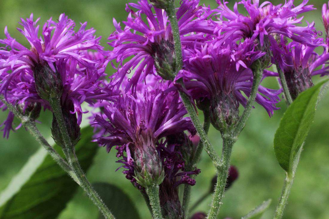 Image of Vernonia gigantea specimen.