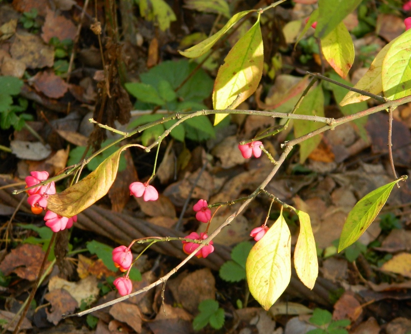 Изображение особи Euonymus europaeus.