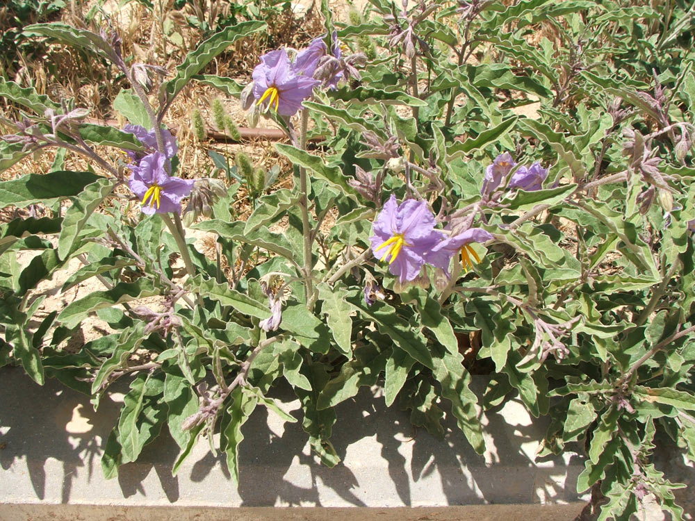 Image of Solanum elaeagnifolium specimen.