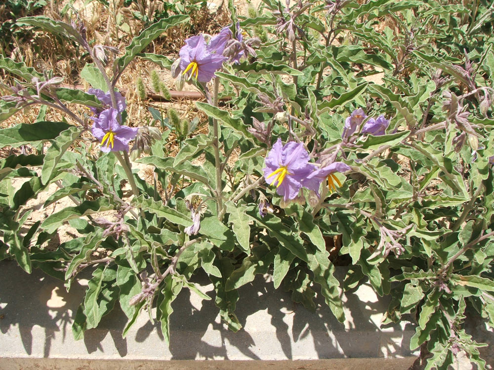 Изображение особи Solanum elaeagnifolium.