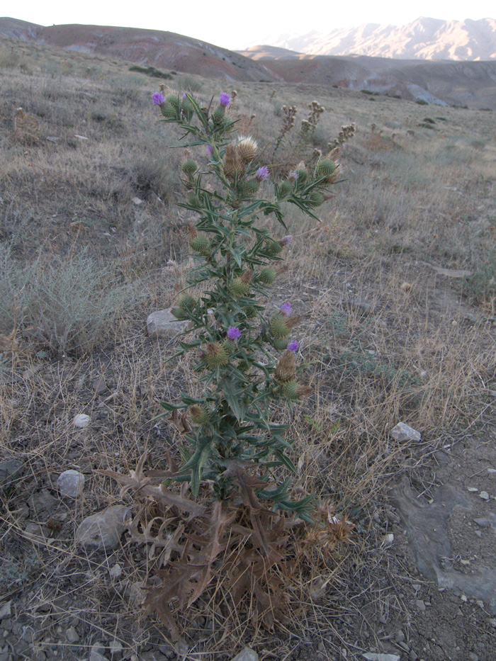Изображение особи Cirsium rigidum.