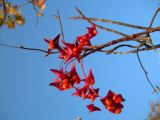 Euonymus macropterus