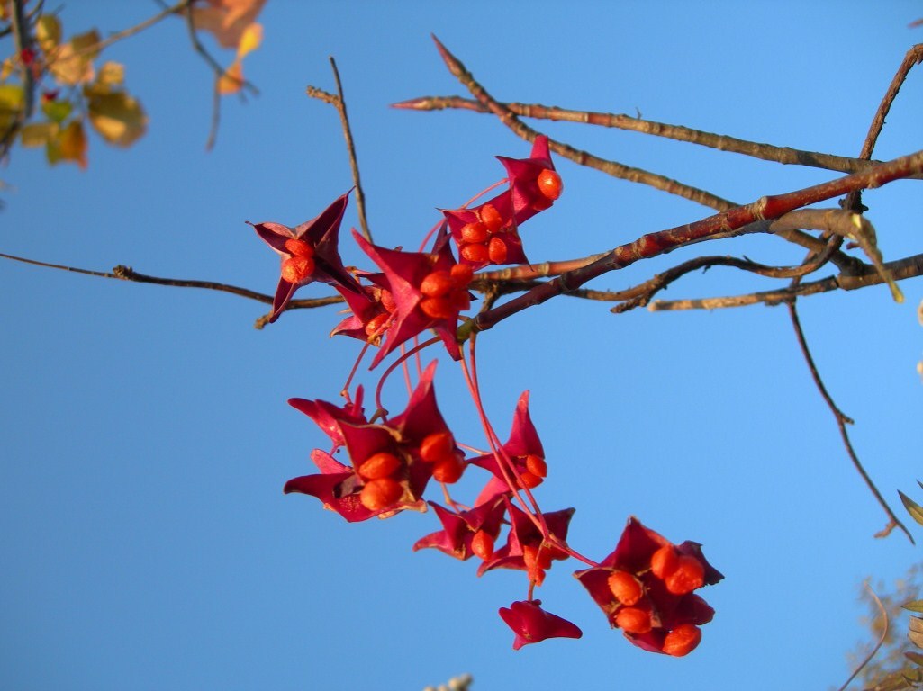 Image of Euonymus macropterus specimen.