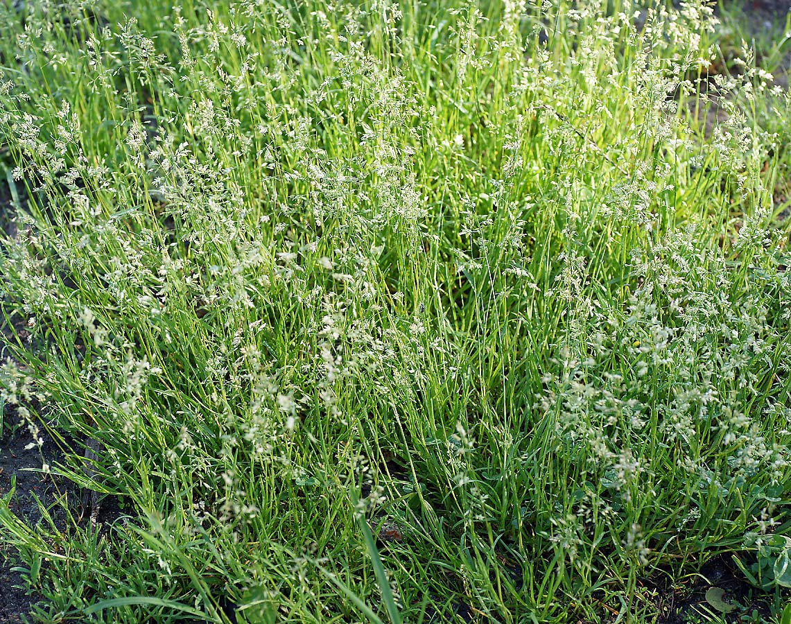 Image of Poa supina specimen.