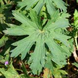 Geranium collinum