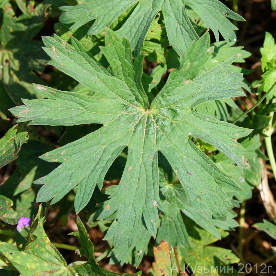 Image of Geranium collinum specimen.