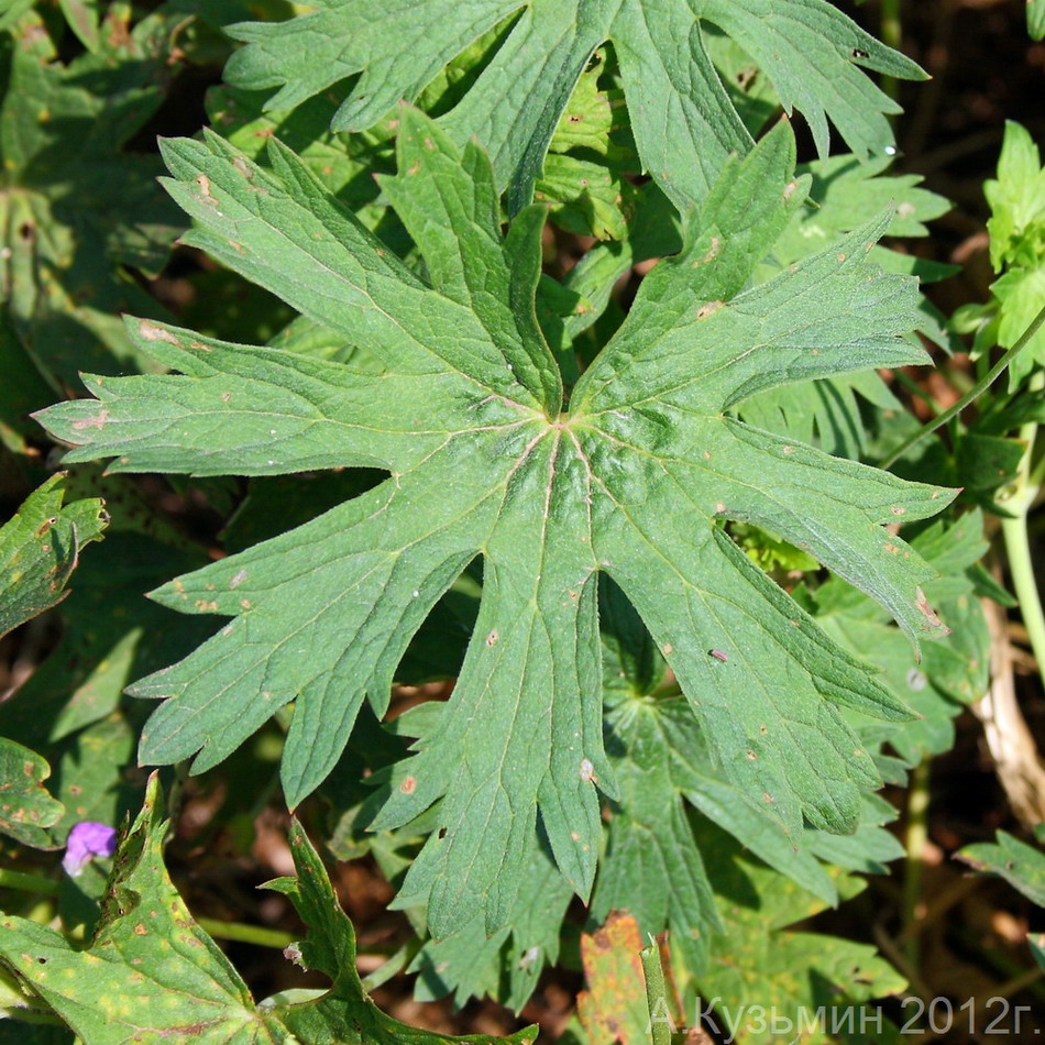 Изображение особи Geranium collinum.