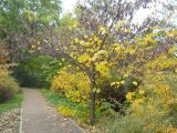 Cercis canadensis