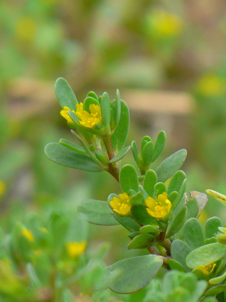 Изображение особи Portulaca oleracea.