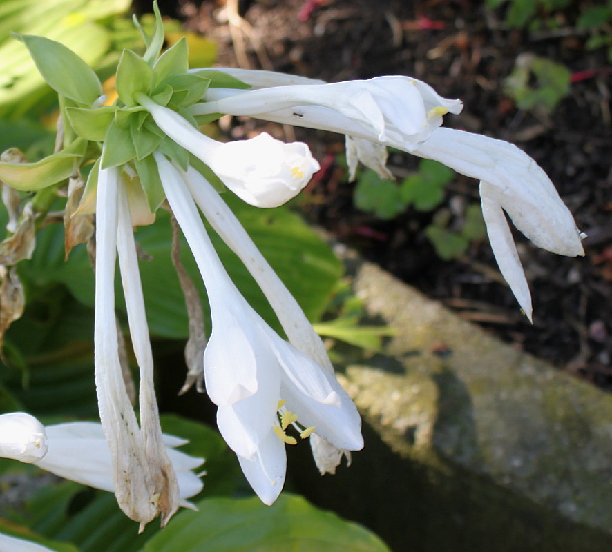 Изображение особи Hosta plantaginea.