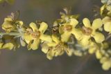 Image of taxon representative. Author is Виктор Шмонин