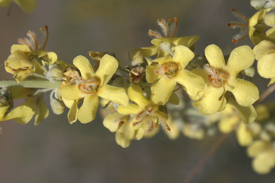 Image of Verbascum lychnitis specimen.