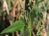 Atriplex prostrata