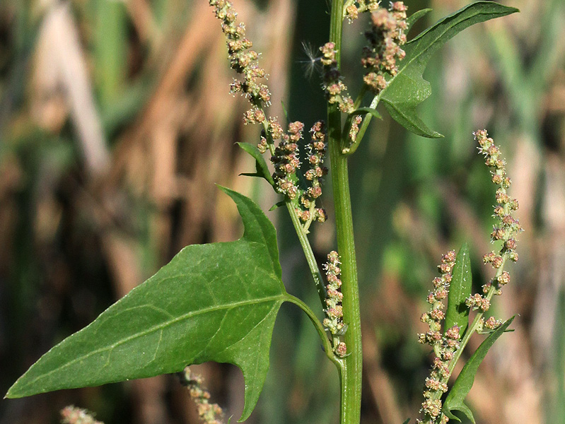 Изображение особи Atriplex prostrata.