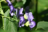 genus Aconitum
