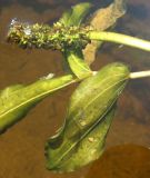 Potamogeton &times; decipiens