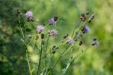 Cirsium setosum. Верхушка растения с соцветиями. Ростовская обл., Аксайский р-н, Щепкинский лес. 17.07.2012.