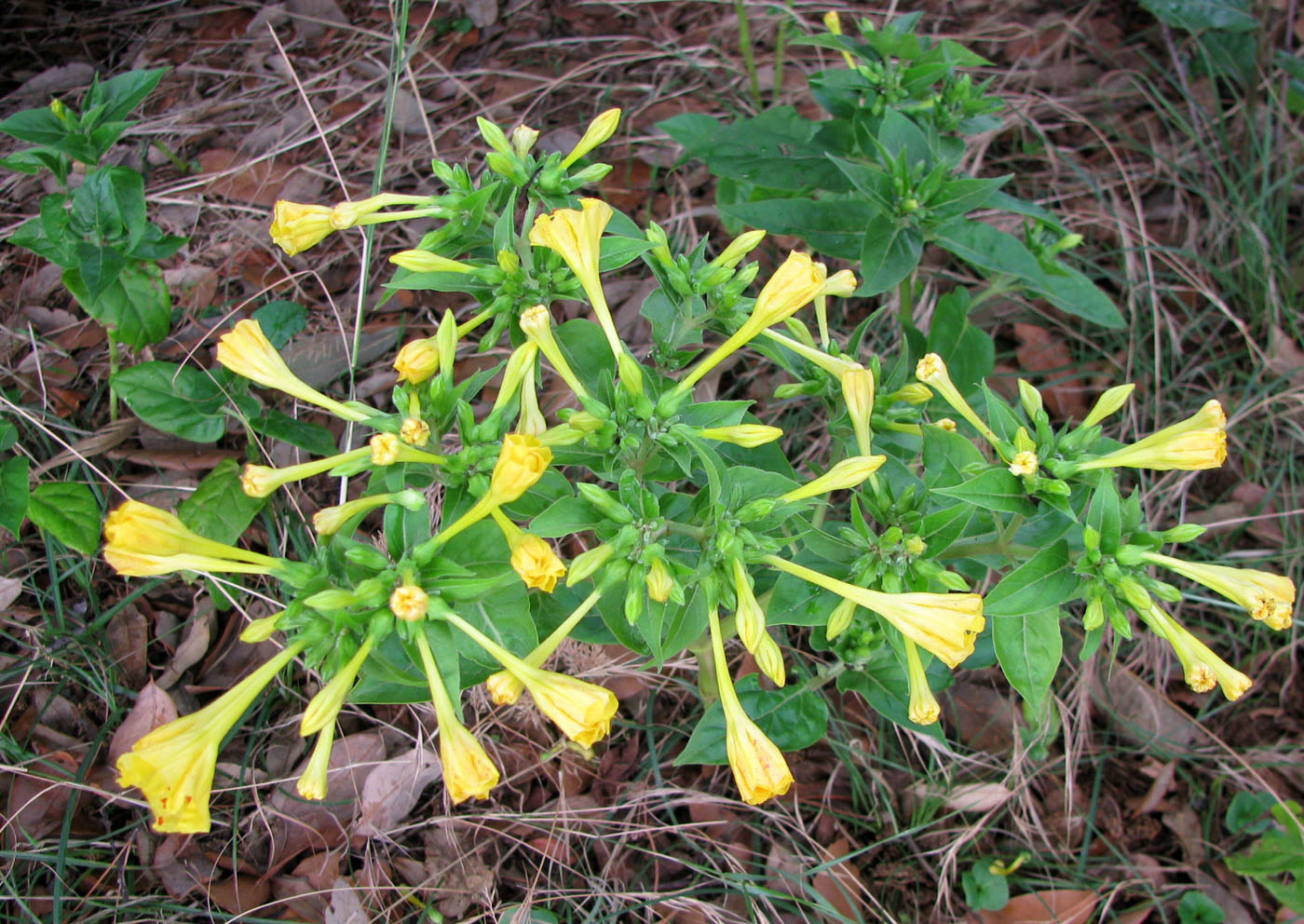 Изображение особи Mirabilis jalapa.