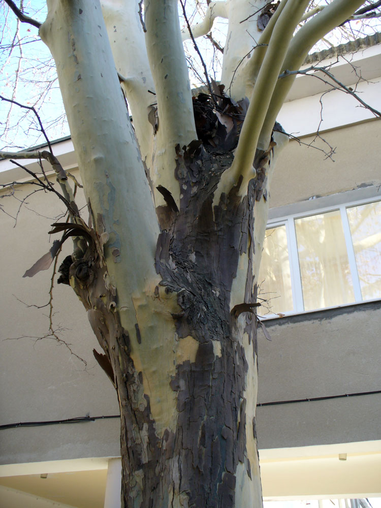 Image of genus Platanus specimen.