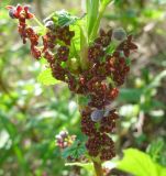 Ribes procumbens