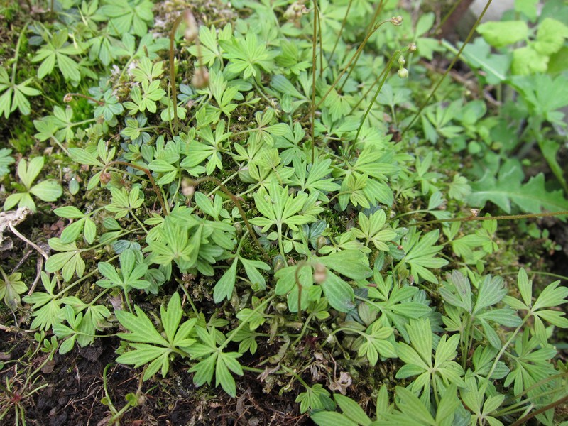 Image of Saxifraga korshinskii specimen.