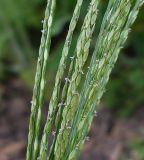 genus Digitaria