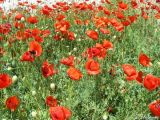 Papaver rhoeas