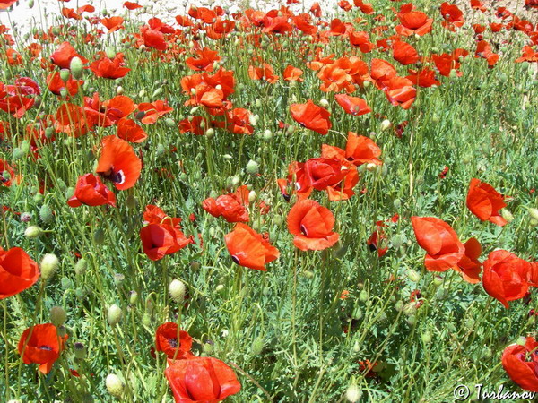 Изображение особи Papaver rhoeas.