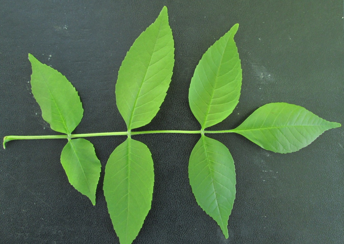 Изображение особи род Fraxinus.