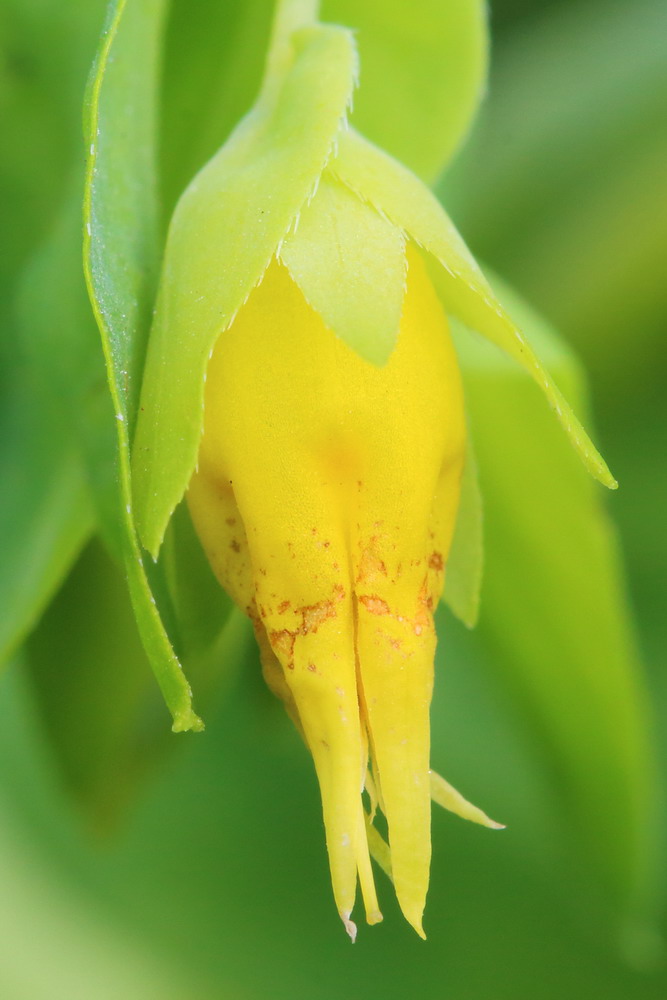 Image of Cerinthe minor specimen.