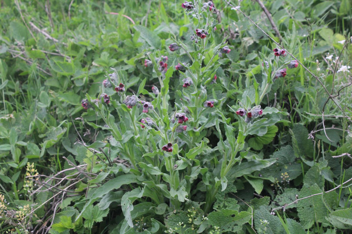 Изображение особи Cynoglossum officinale.