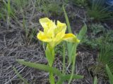 Iris humilis