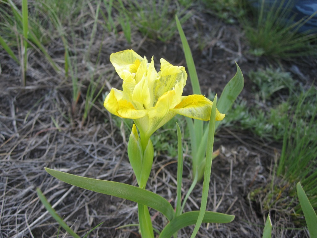 Изображение особи Iris humilis.