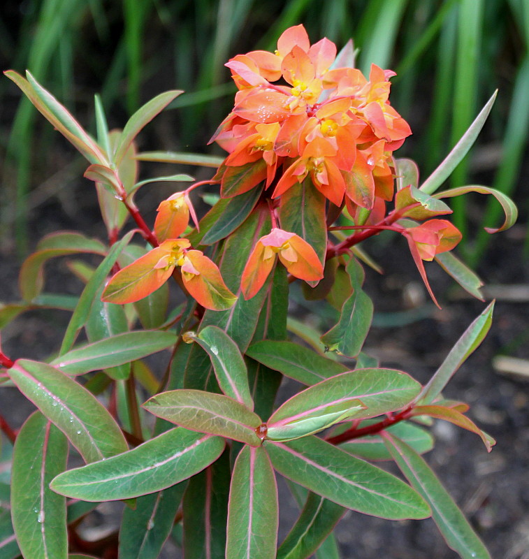 Image of Euphorbia griffithii specimen.