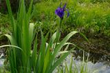 Iris laevigata