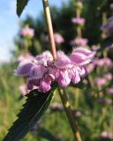 Phlomoides tuberosa. Соцветие. Тамбовская обл., Петровский р-н, дер. Новая Васильевка, разнотравный луг. 07.06.2013.