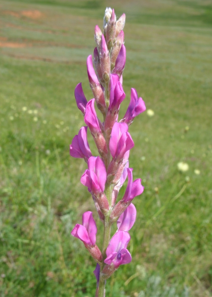 Image of Oxytropis knjazevii specimen.