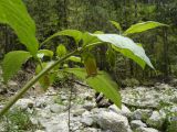 Atropa bella-donna. Ветвь цветущего растения. Крым, Ялта, ущелье Уч-Кош. 06.06.2009.
