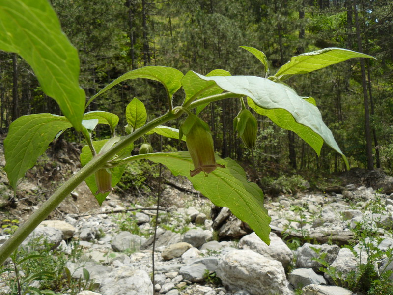 Image of Atropa bella-donna specimen.