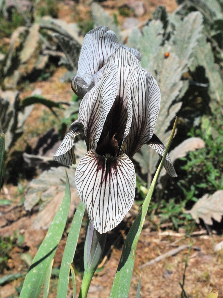 Image of Iris korolkowii specimen.