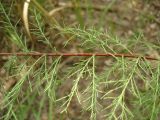genus Tamarix
