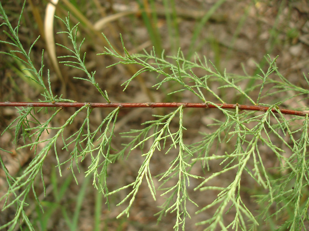 Image of genus Tamarix specimen.