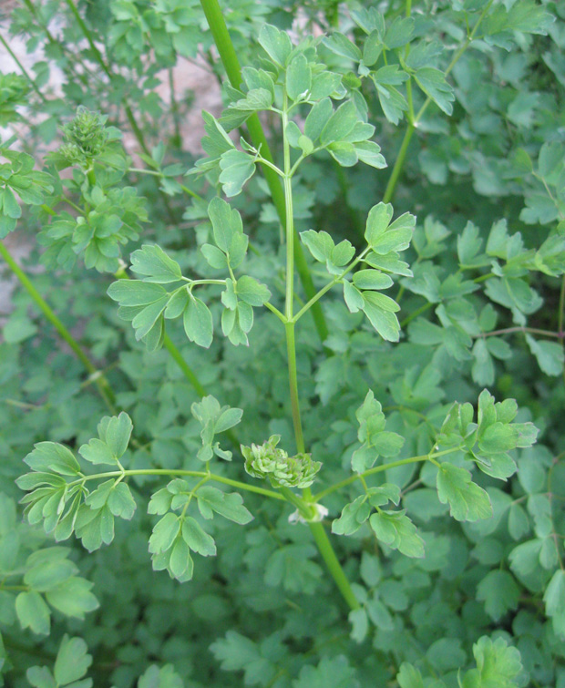 Image of Thalictrum minus specimen.