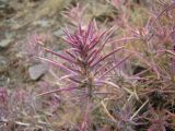 Rhaphidophyton regelii