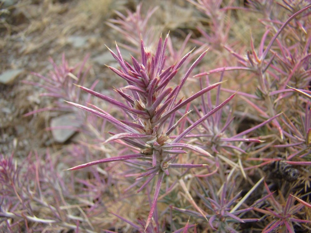 Image of Rhaphidophyton regelii specimen.