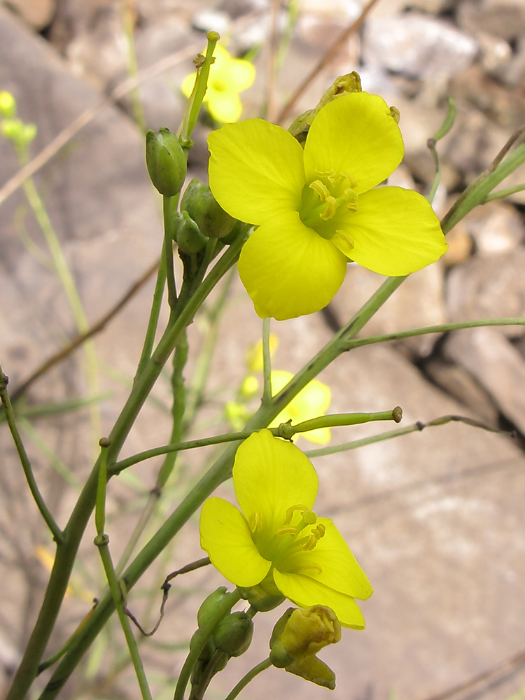 Image of Diplotaxis tenuifolia specimen.