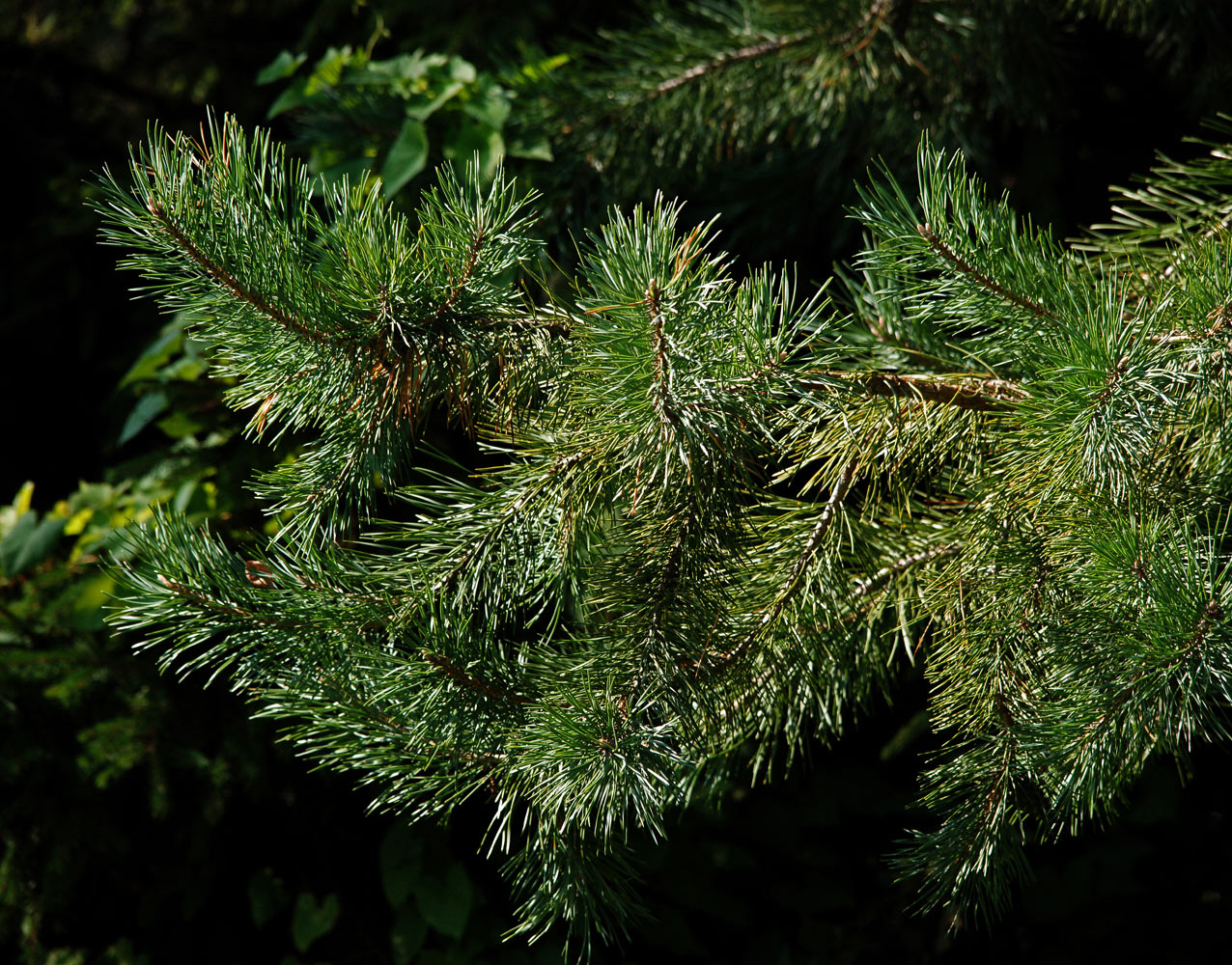 Изображение особи Pinus sylvestris.
