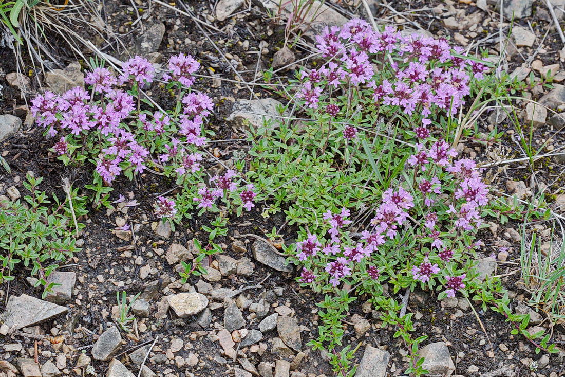 Изображение особи Thymus seravschanicus.