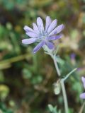 Image of taxon representative. Author is Тулкин Тиллаев